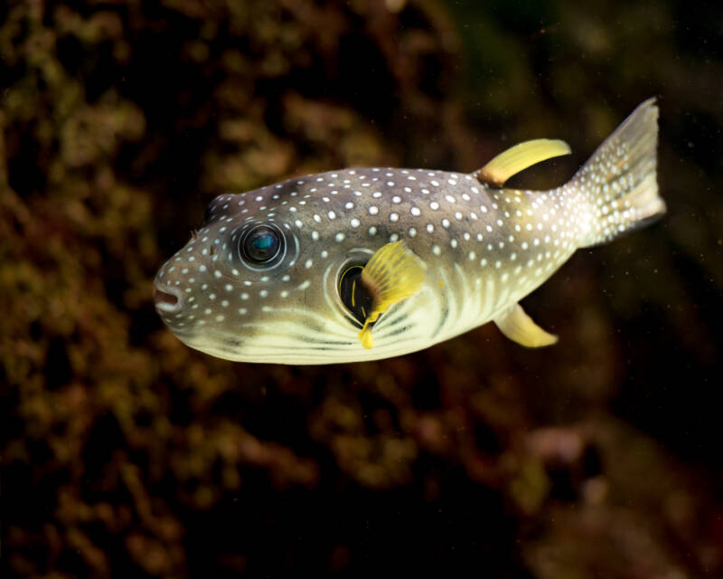 Arothron hispidus known as well as stars and stripes puffer swimming in a brackish water aquarium