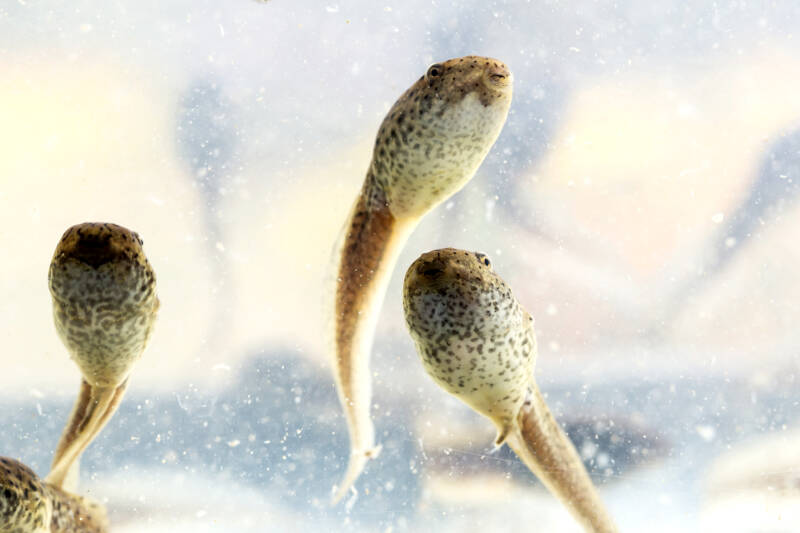 Group of bullfrog tadpoles swimming in water searching for algae