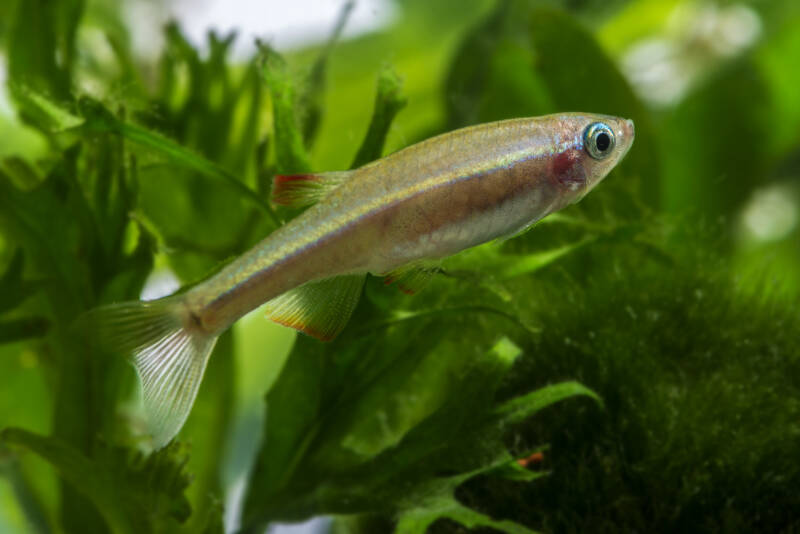 White cloud mountain minnow navigating through live plants in aquarium