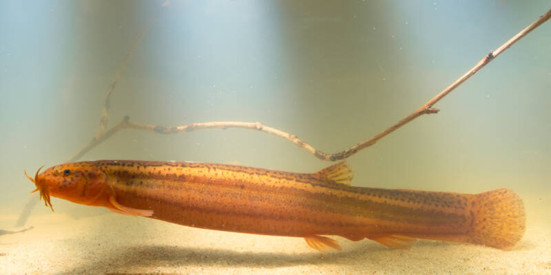 Misgurnus anguillicaudatus known commonly as Weather loach or Dojo loach on sandy bottom with a driftwood