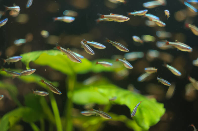 Planted aquarium with a big school of White Cloud Mountain minnows