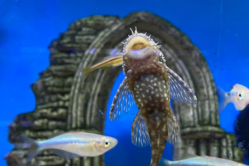 Bottom of a pleco on the glass of the tank, open sucker mouth as it eats the algae on the glass