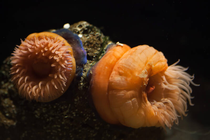 Actinia equine commonly known as beadlet anemone with retracted tentacles on a live rock