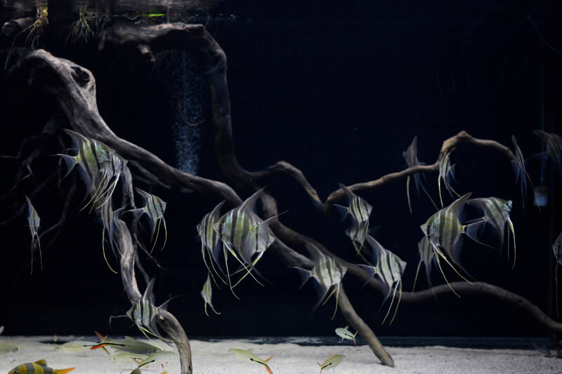 A shoal of angelfish swimming among a driftwood in a freshwater aquarium