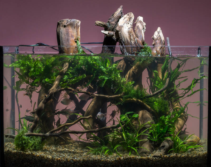 Blackwater set-up with a driftwood, aquatic plants and Congo tetras