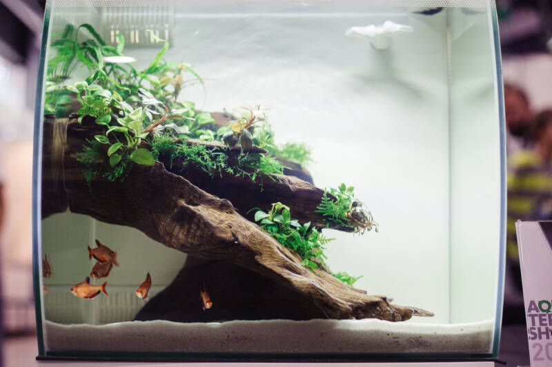 Freshwater aquascape aquarium with a piece of driftwood