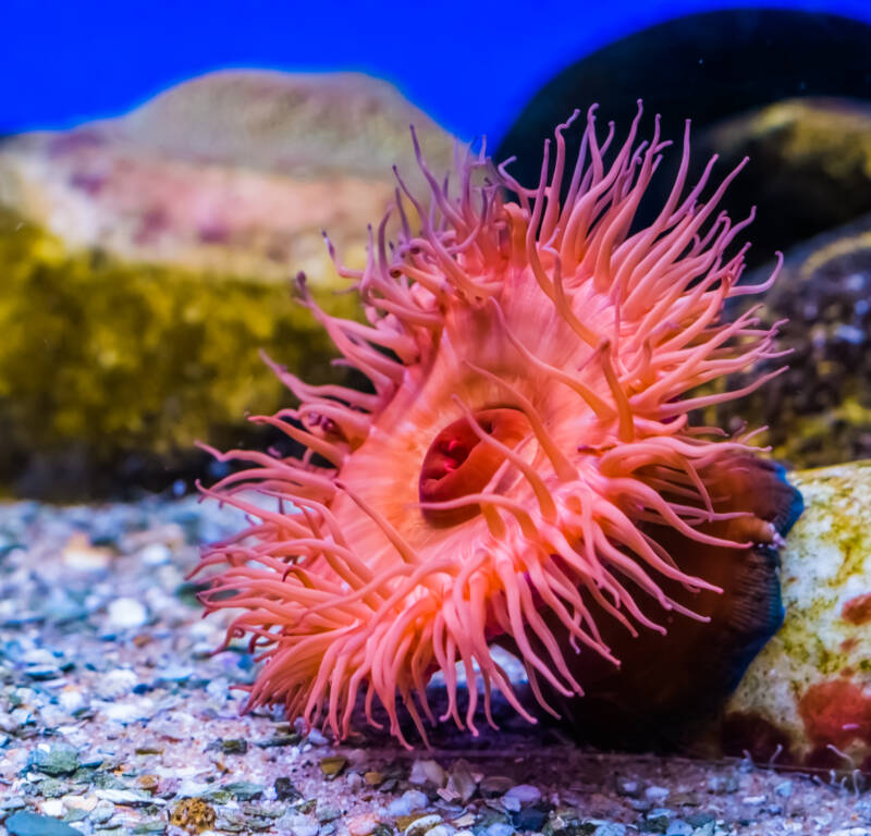 Actinia equina also known as Beadlet Anemone attached to a rock in a marine aquarium