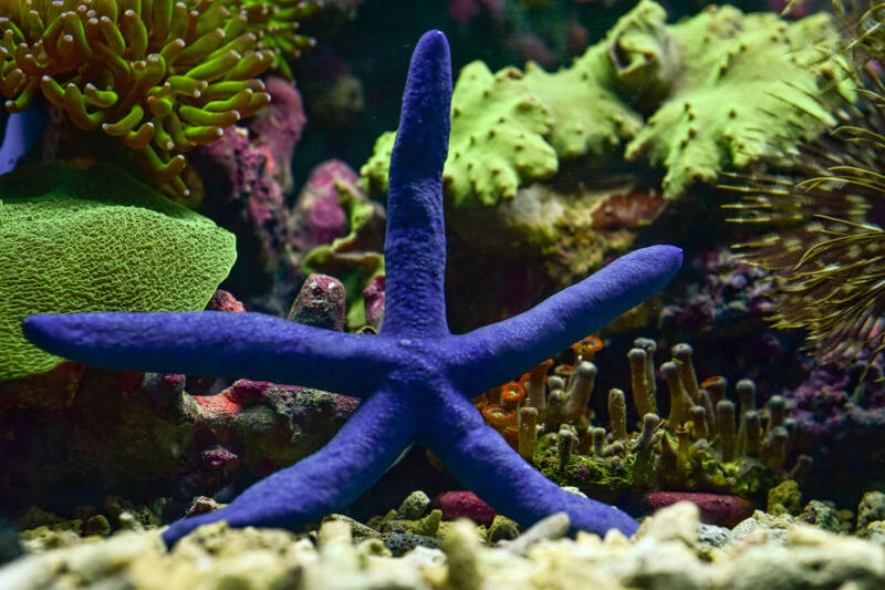 Linckia laevigata also known as blue linckia starfish moving in a reef tank