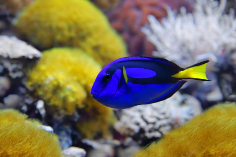 Blue tang swimming among the corals