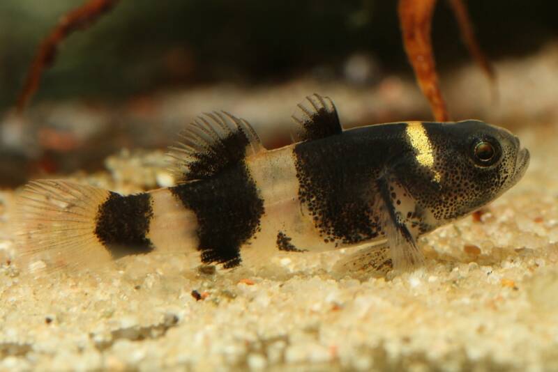 Female bumblebee goby dwelling the sandy bottom of aquarium