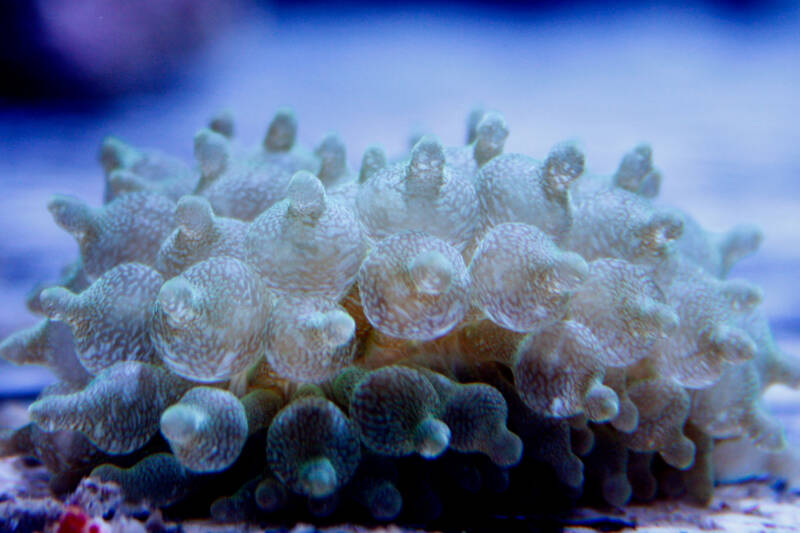 Bubble tip anemone close-up on a blue background