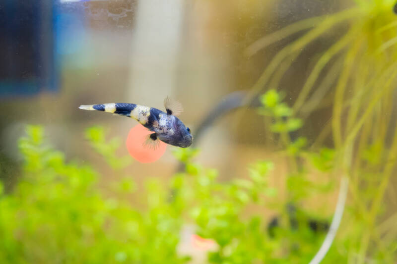 Brachygobius spp. commonly known as bumblebee goby swimming actively in a planted aquarium