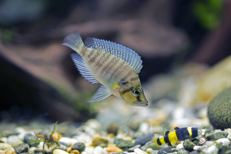 Bumblebee goby dwelling the bottom of aquarium in community tank with other fish