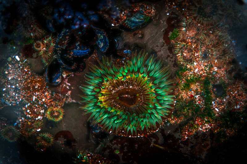 Bunodosoma capensis also known as knobbly anemone in the sea