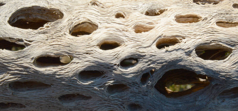 Cholla cactus skeleton texture and pores