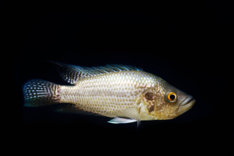 A juvenile jaguar cichlid -shot on a black background