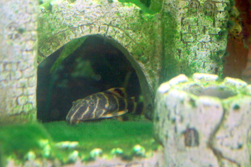 Clown pleco hiding in a grotto with algae in a freshwater aquarium