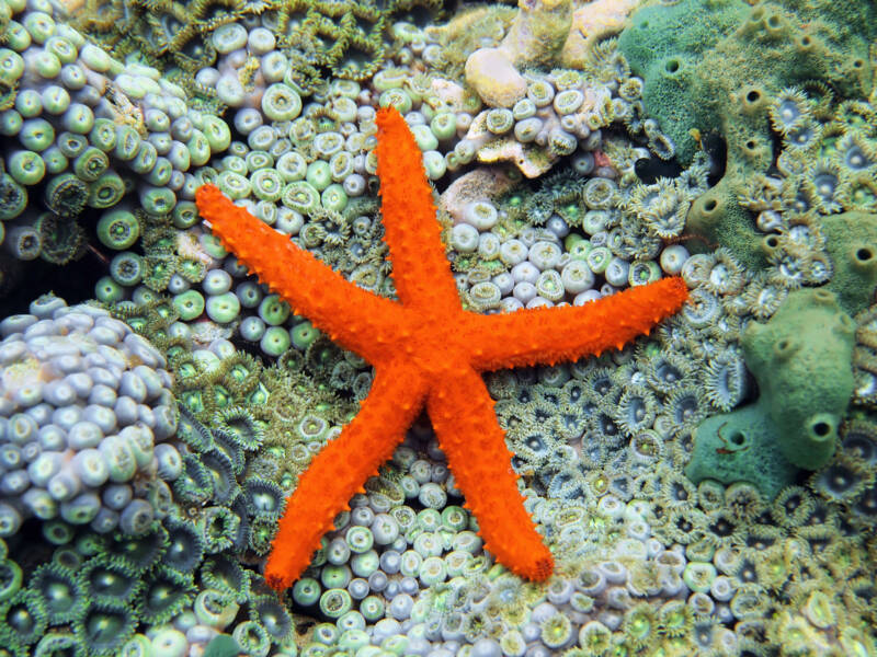 Linckia guildingi commonly known as comet sea star underwater on seabed covered by anemones