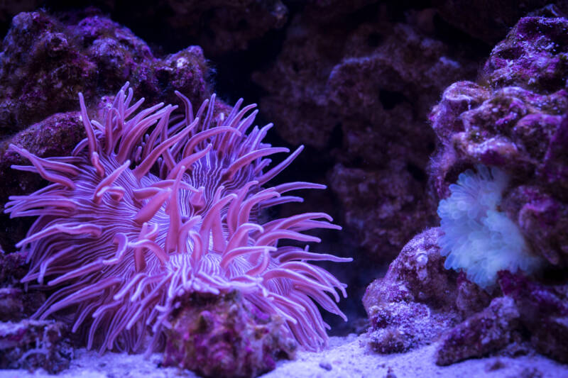 Striped Corkscrew Anemone or Long Tentacle Anemone - Macrodactyla doreensis in a marine aquarium