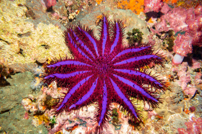 Crown of Thorns Starfish (Purple Variant) Thailand