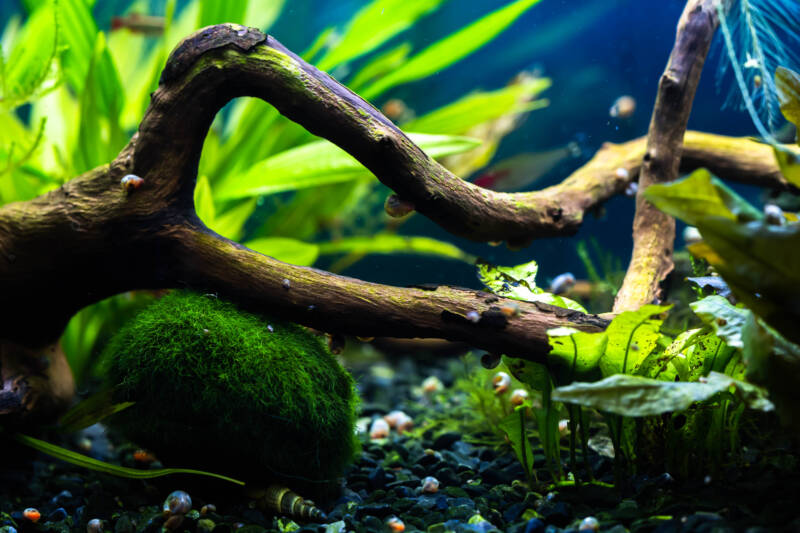 Driftwood in aquarium with marimo balls, other plants, fish and snails