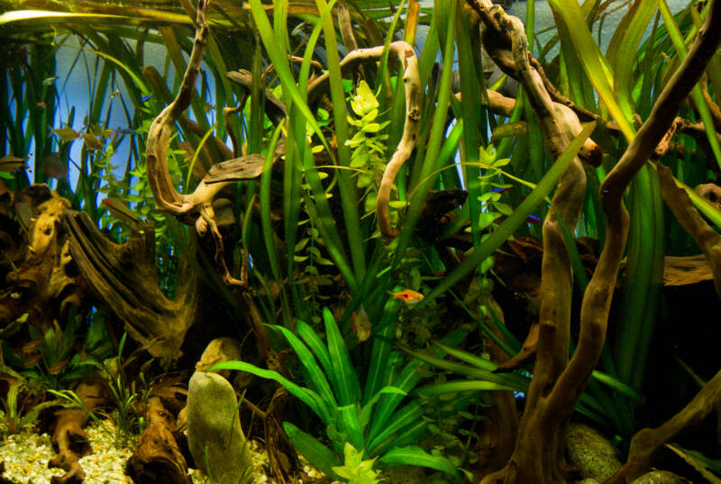 Aquascape with lots of driftwood and plants