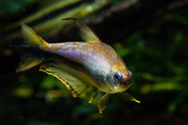 Male of emperor tetra close-up in a planted aquarium