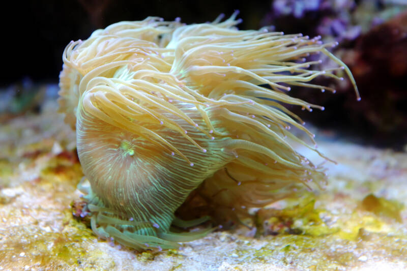 Tentacles of Entacmaea quadricolor also known as rose bubble tip anemone waving because of water current in a marine aquarium setup