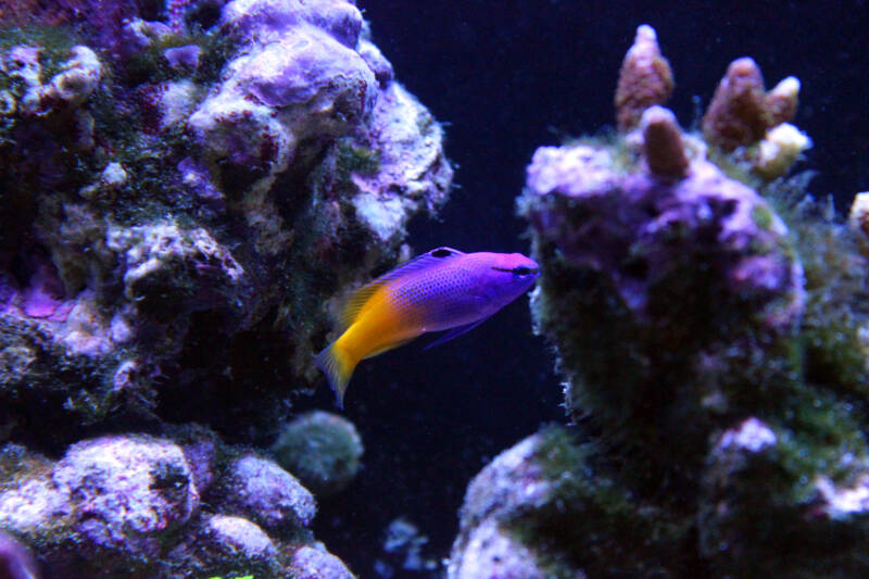 Fairy basslet also known as royal gramma swimming among live rocks