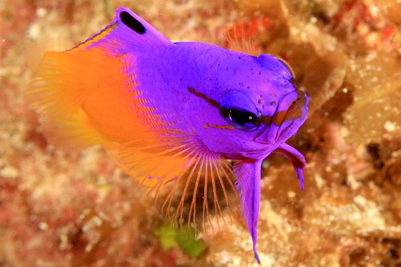 Gramma loreto also known as fairy basslet is ready to defend herself by appearing large