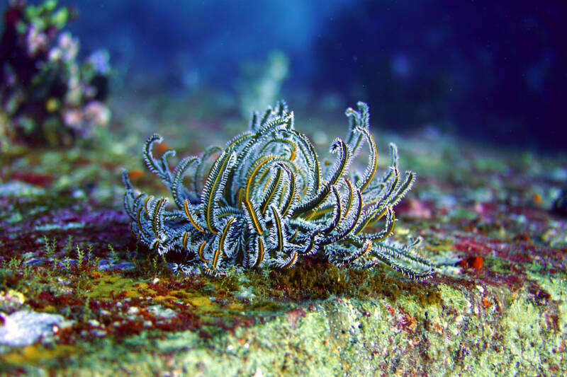 Yellow and white feather sea star on a rock in the sea