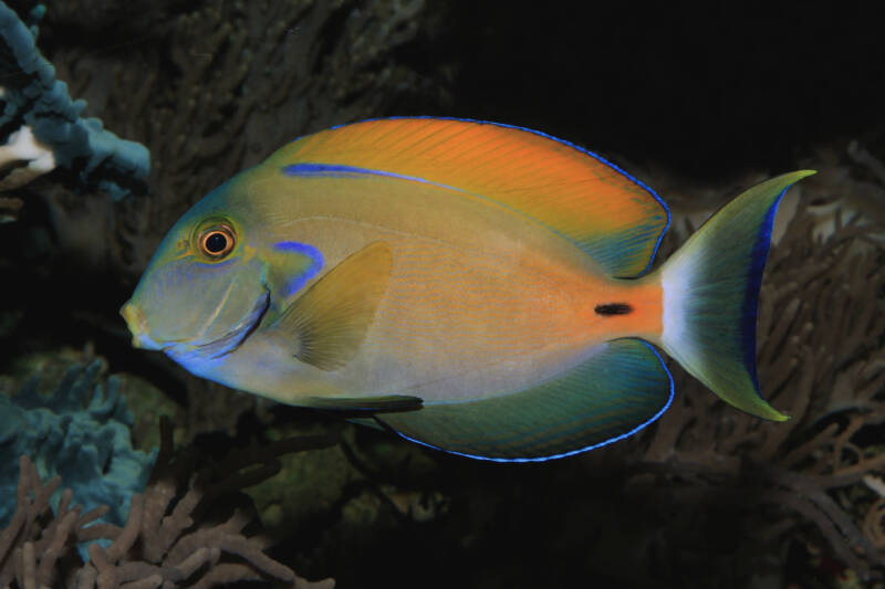 Acanthurus fowleri also known as fowleri tang swimming near coral reef in the sea