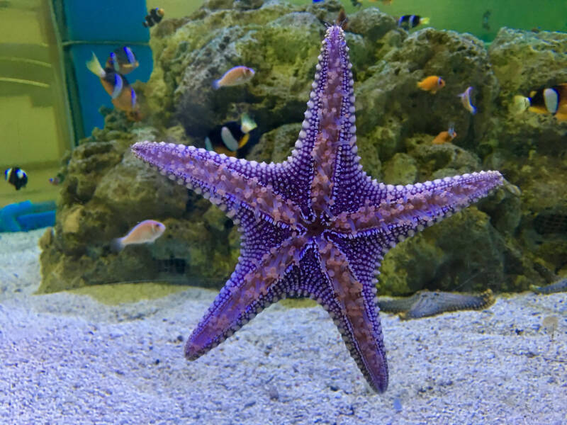 Fromia elegans sea star moving on a glass in a marine aquarium