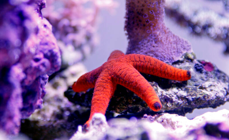 Fromia milleporella also known as red black-tip fromia moving on a coral