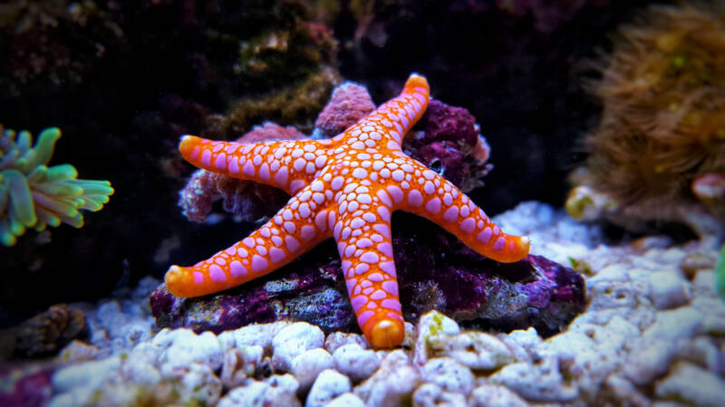 Fromia seastar in coral reef aquarium tank is one of the most amazing living decorations