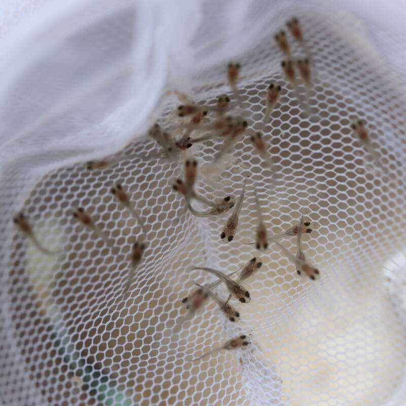 Guppy fry caught in the net in aquarium