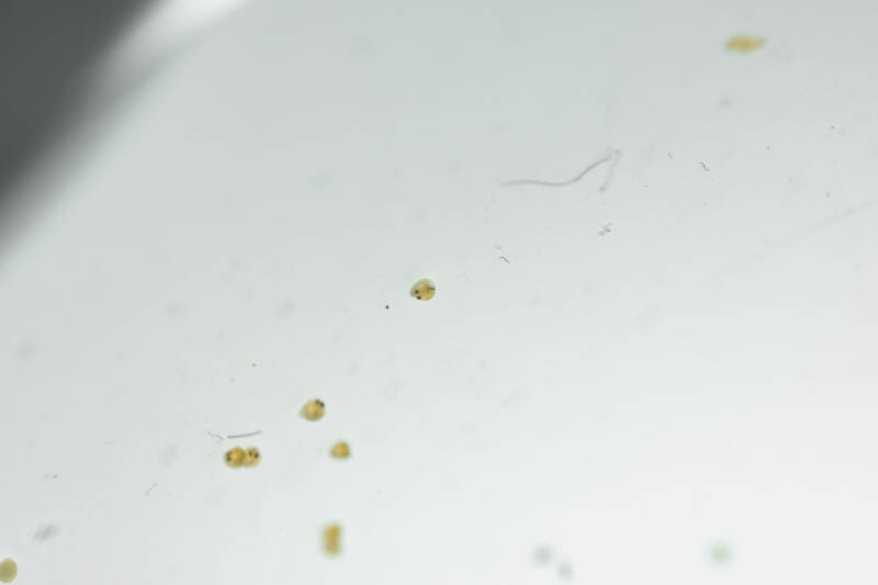 Goldfish' eggs development on a white background