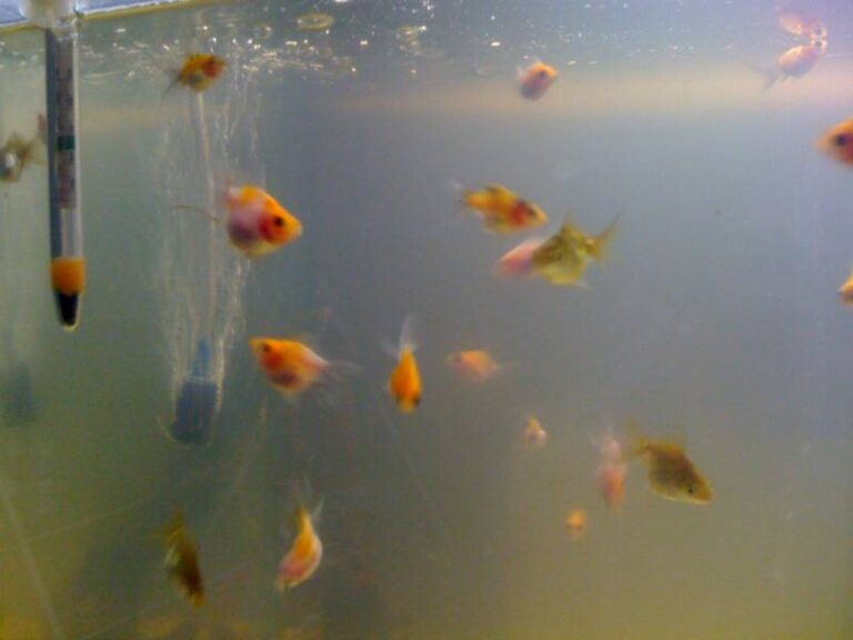 Goldfish Breeding Guide: Eggs, Fry & Tank Setup