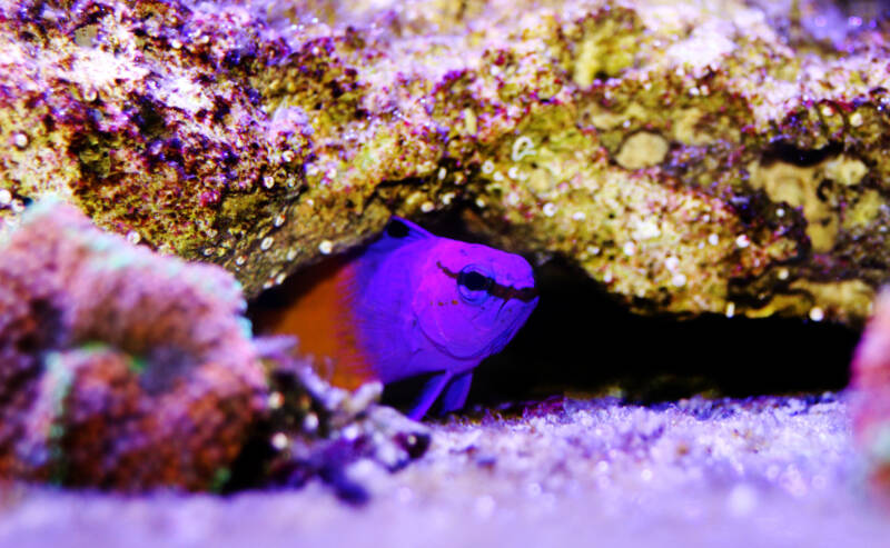 Gramma loreto also known as royal gramma hiding in a live rock