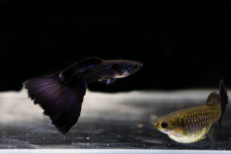 Spectacular pair of guppies in aquarium