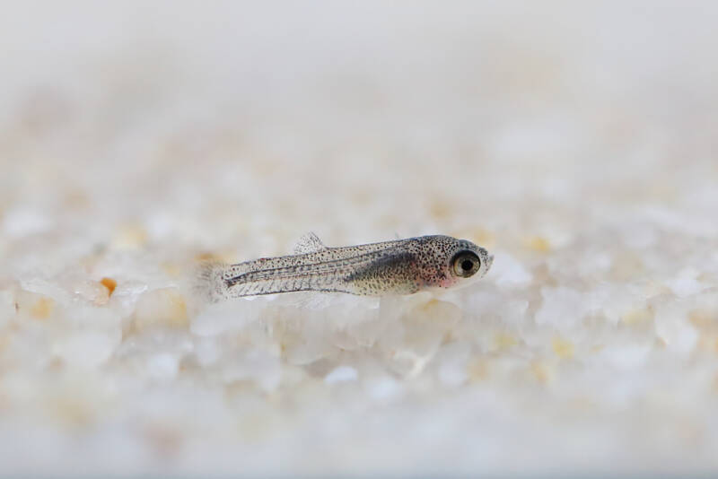 Guppy newborn baby staying on the bottom of an aquarium trying to hide