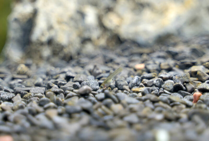 Guppy endler (Poecilia reticulata) baby in freshwater aquarium searching for food on the gravel bottom