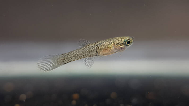 A five-days-old guppy fish swimming in aquarium