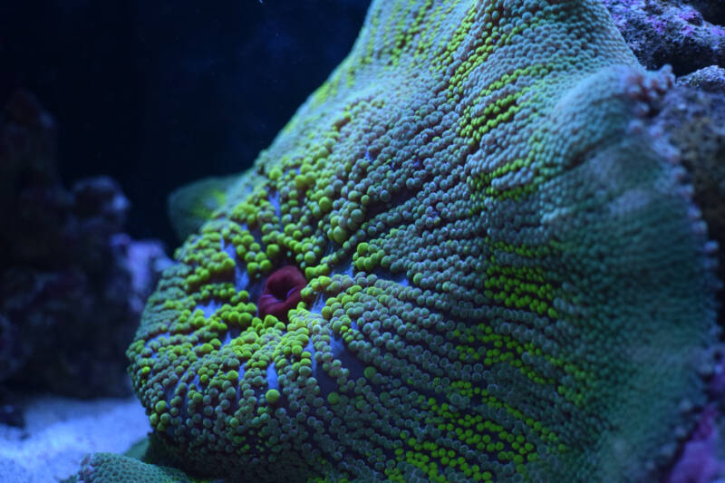 Stichodactyla haddoni also known as Haddon's carpet anemone in a reef tank