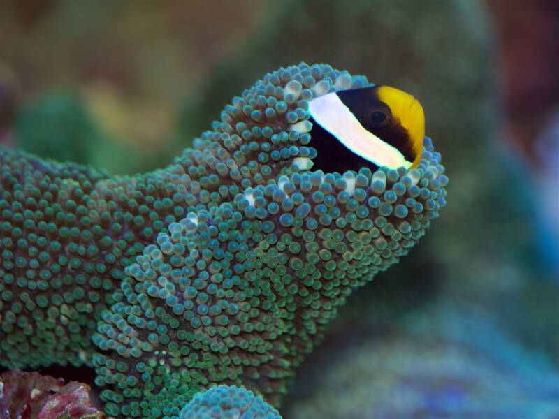 Clarkii or Clark's Clownfish, Amphiprion clarkii, wrapped in a Haddon's Carpet Sea Anemone, Stichodactyla haddoni