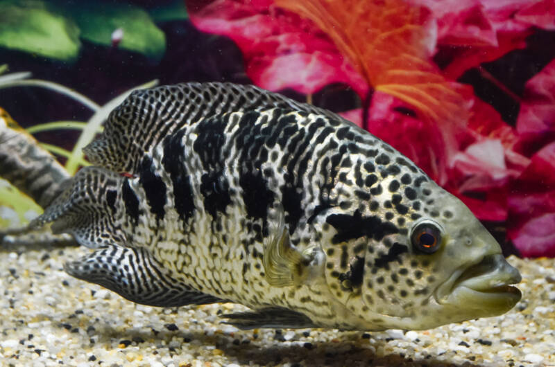 Jaguar cichlid featuring vertical black bands swimming in a freshwater aquarium