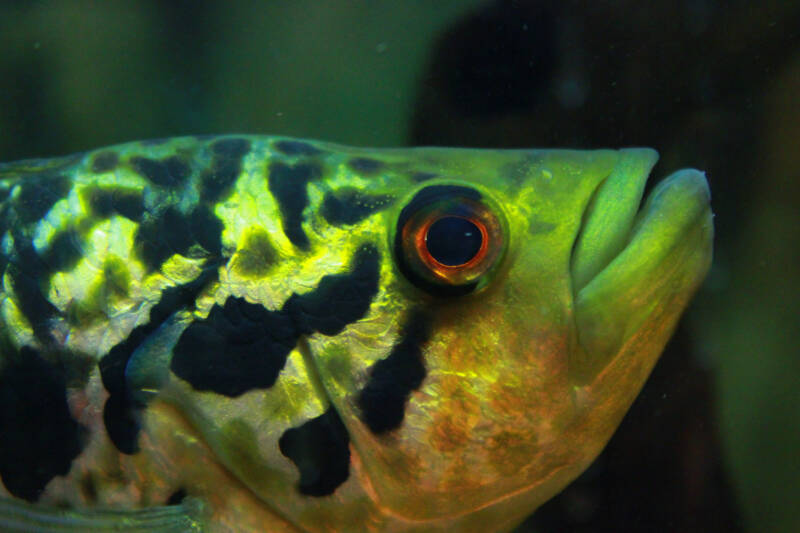 Close-up of jaguar cichlid's head