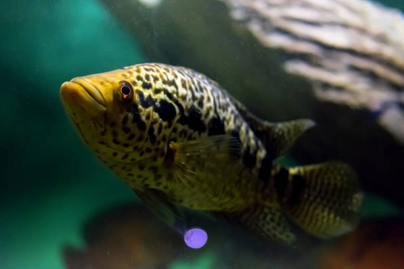 Parachromis managuensis commonly known as jaguar cichlid swimming in aquarium with rocks