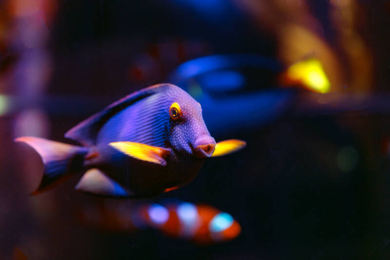 Ctenochaetus strigosus better known as kole tang swimming in a marine aquarium