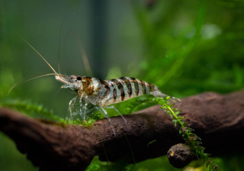 Caridina babaulti also known as zebra stripes on manzanita driftwood in aquarium